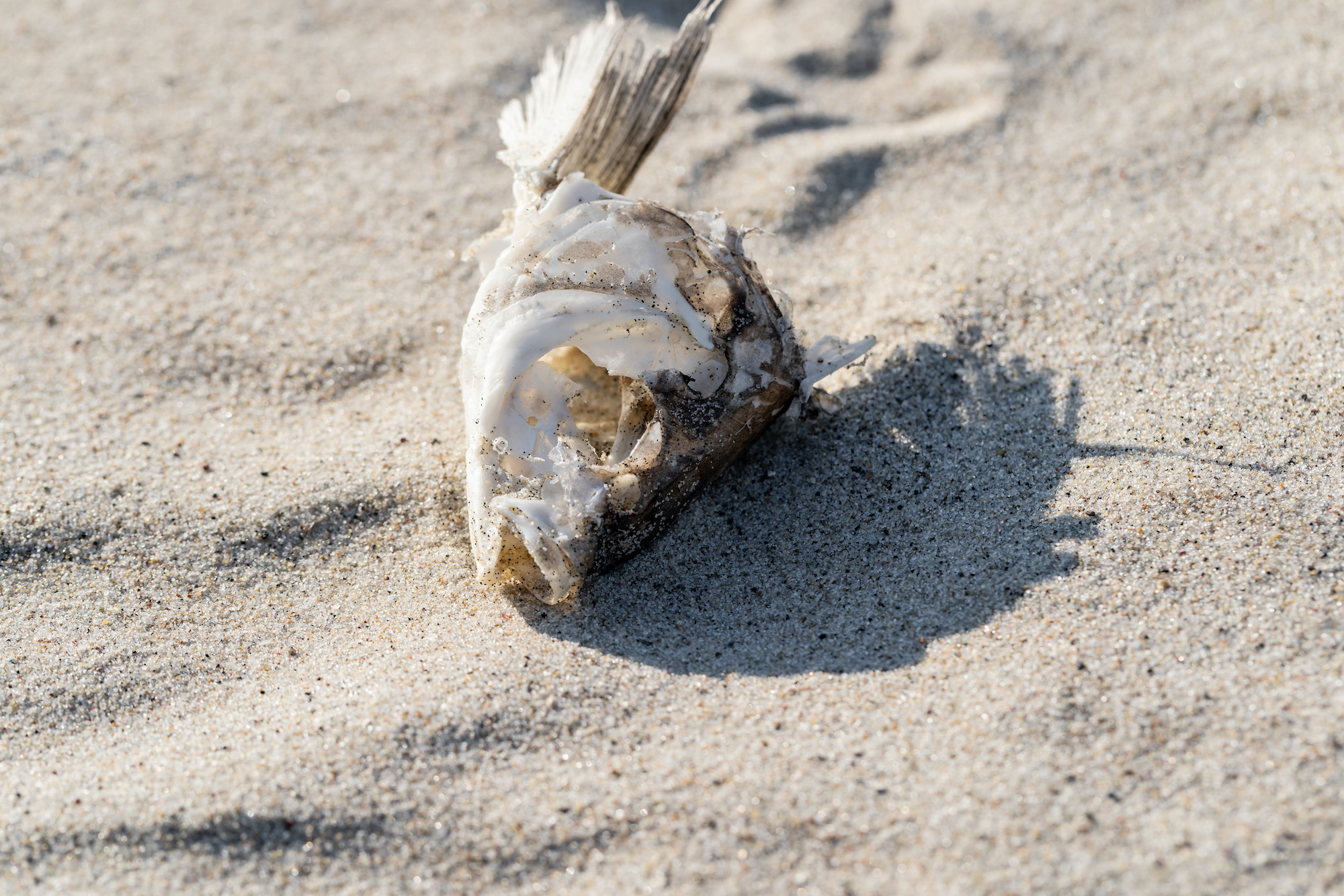 Le poisson était à la base de l’alimentation des habitants de l’Afrique du Nord à l’époque de l’Holocène. © Dmitriy Popov, Adobe Stock